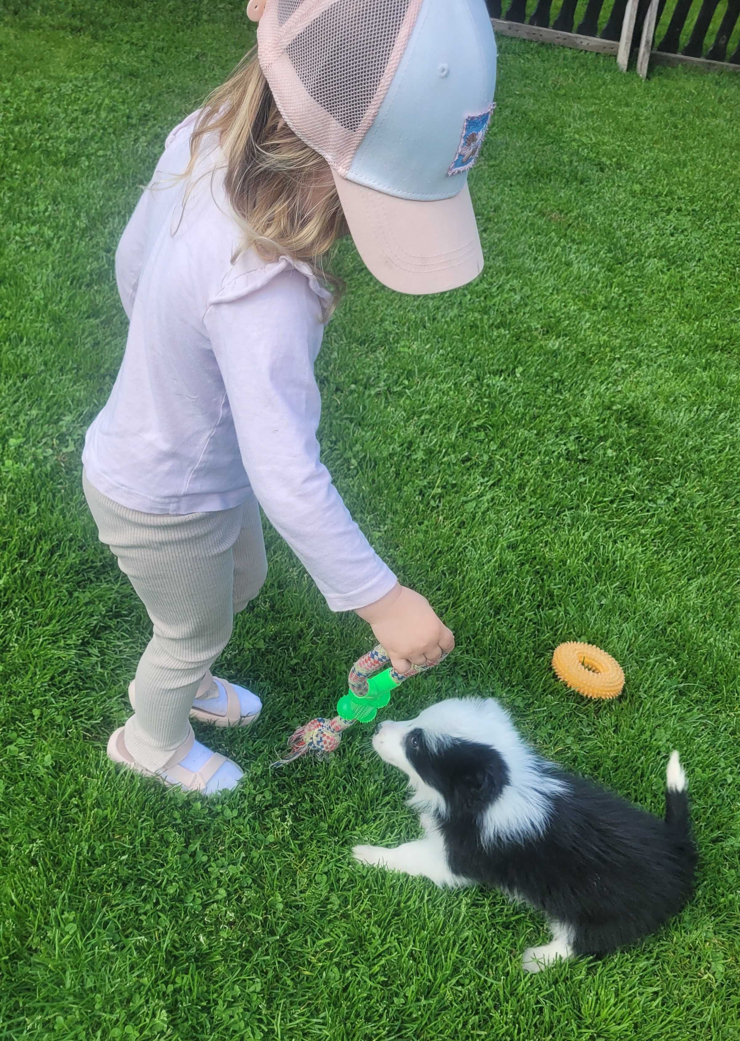 Border collie z metryka Fci. OKAZJA!