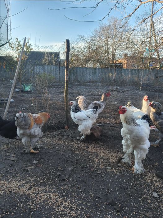 Продам браму колумбійську світлу