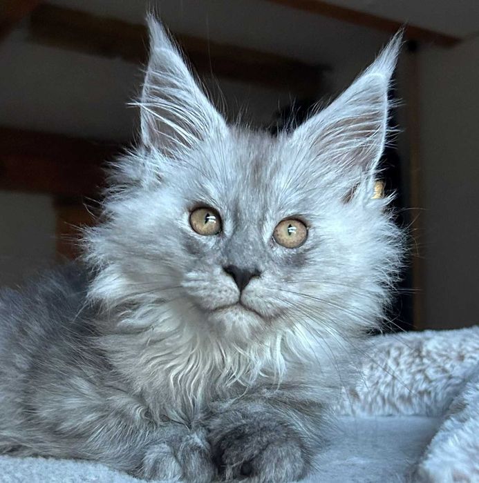 Maine coon kotka czarna dymna - FPL