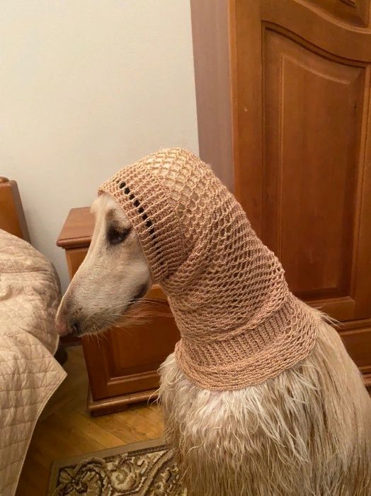 Снуд (шапка) для собак  разніх пород.