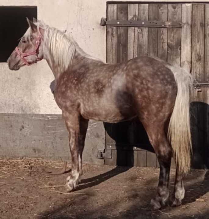 Sprzedam ogierka typ zimnokrwisty