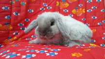 Mini Lop seal point rasowe Kraków Hodowla Zarejestrowana