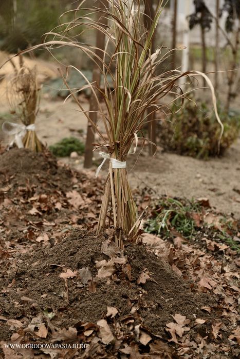 Ogrodnik ,sprzątanie i przygotowywanie ogrodów do zimy