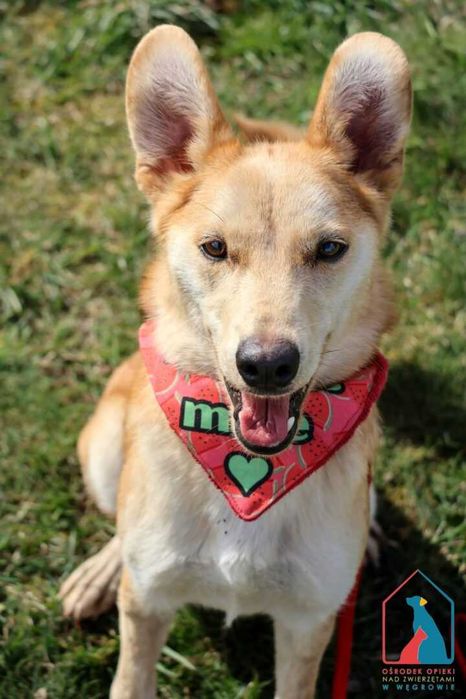 Śliczna, młoda, mała i wesoła sunia do adopcji