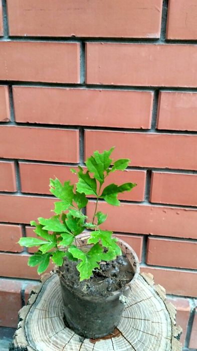 Трёхлетние Саженцы древовидного пиона