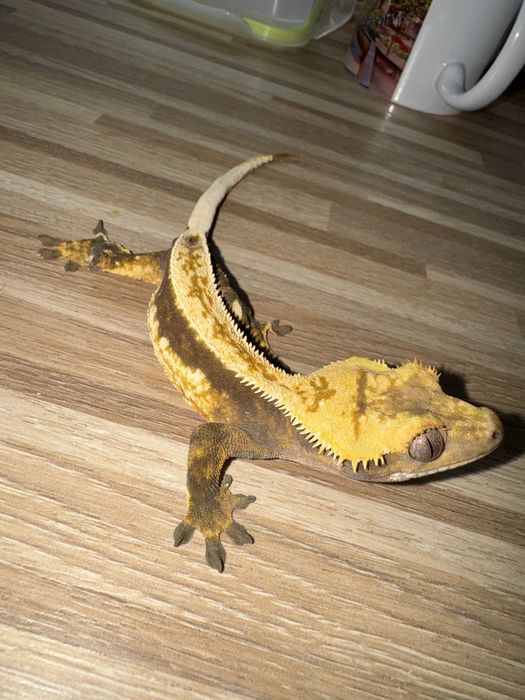 Gekon orzesiony z terrarium