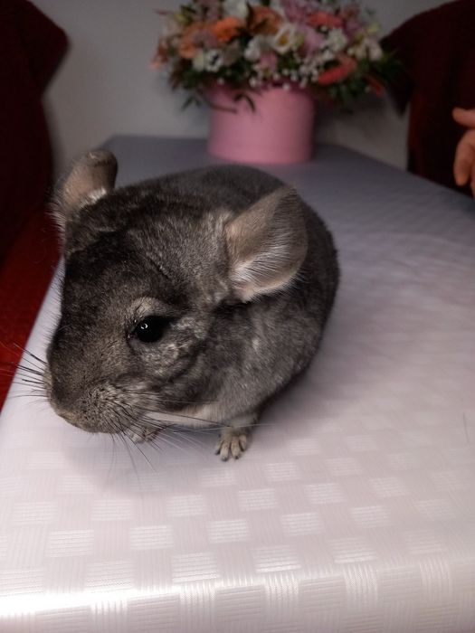 Szynszyla Standard, Beżowa i Czarna