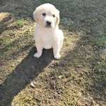 Golden retriever szczeniak