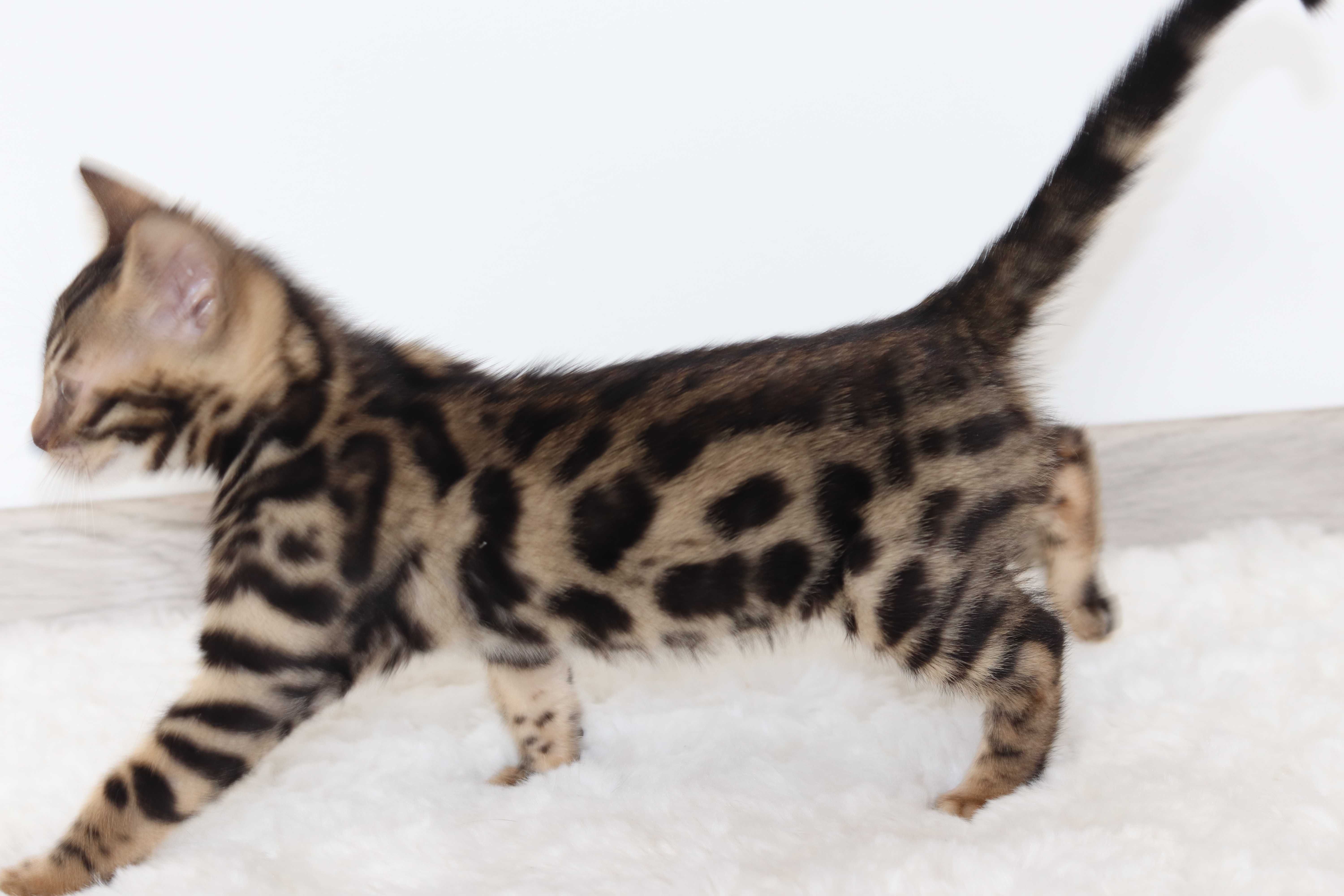Kotka bengalska brown