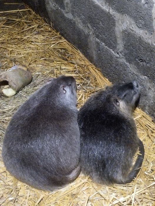 Продаж Нутрій, Молодняк Самці-Самки, Жива Вага І М'ясо!!!