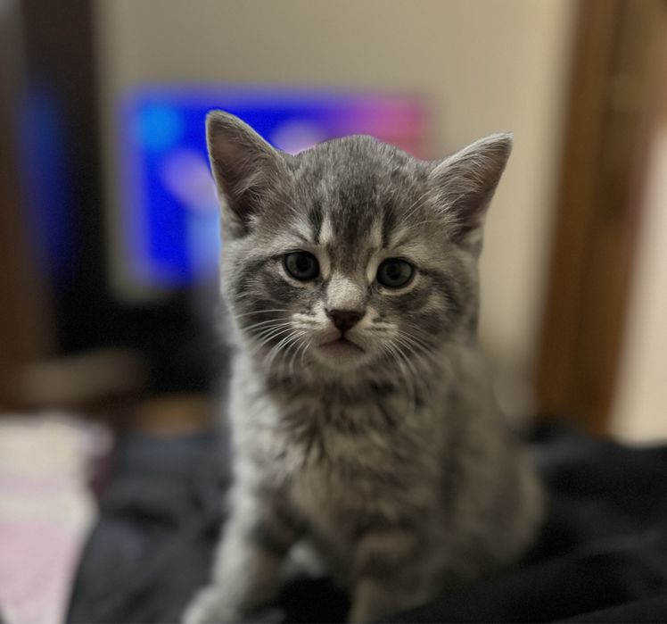 Прямовуха дівчинка