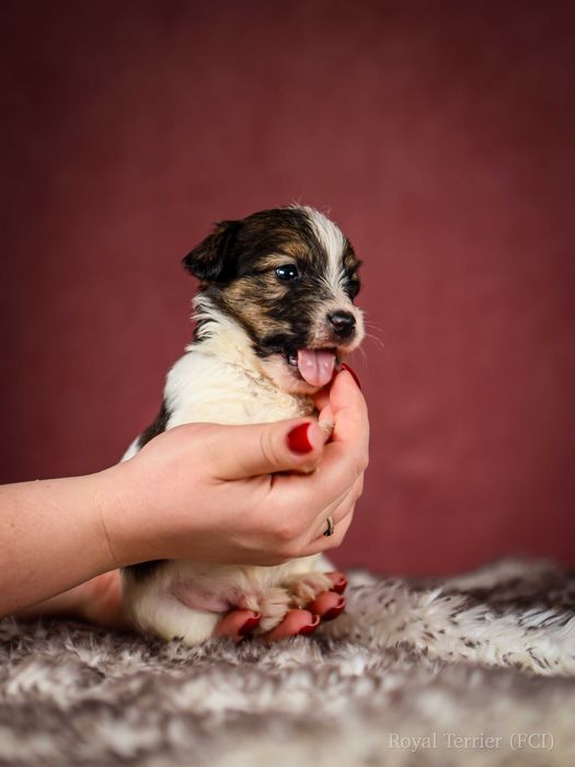 Piesek szorstkowłosy Jack Russell terrier ZKWP/FCI Maximus