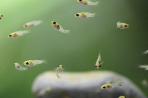 25 guppies alevins