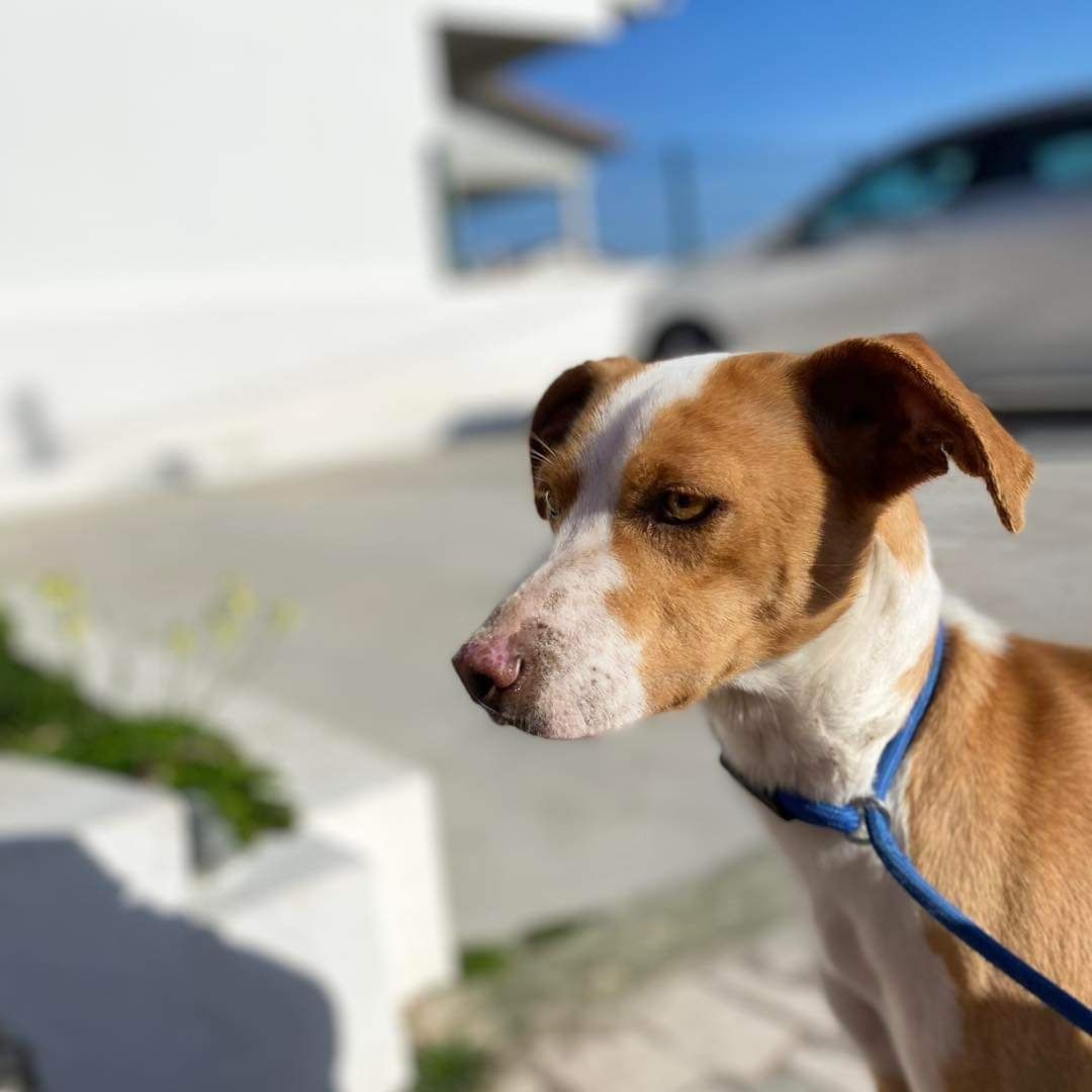 Cão para adoção Blayer