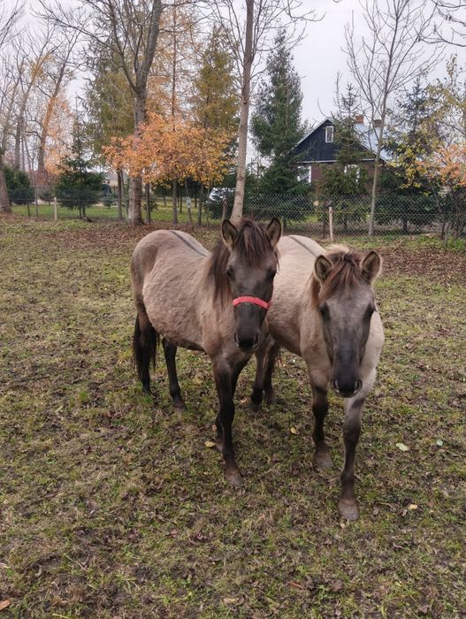 Sprzedam dwie klacze