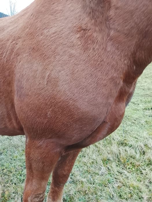 Продам молодого потужного Лошака