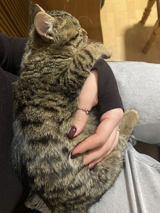 Віддамо кицю в добрі руки