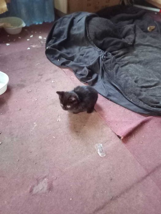 Очень красивые котята