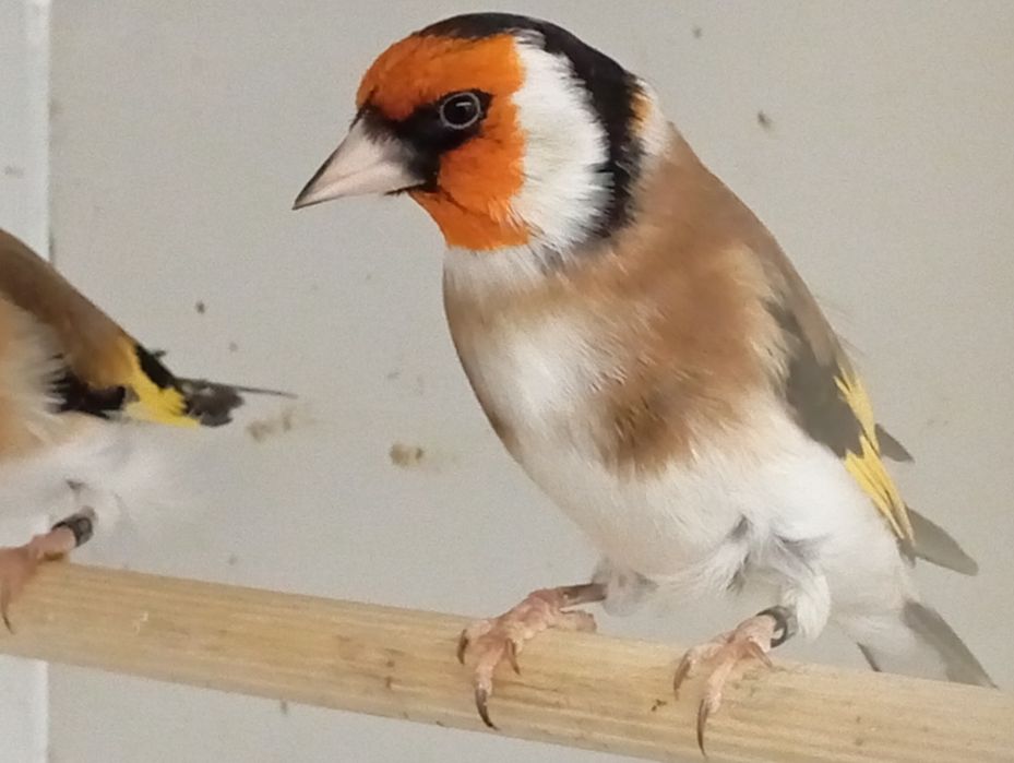 Vendo pintassilgos major