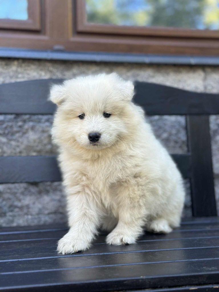 Suczka Samoyed Samojed Zapraszamy