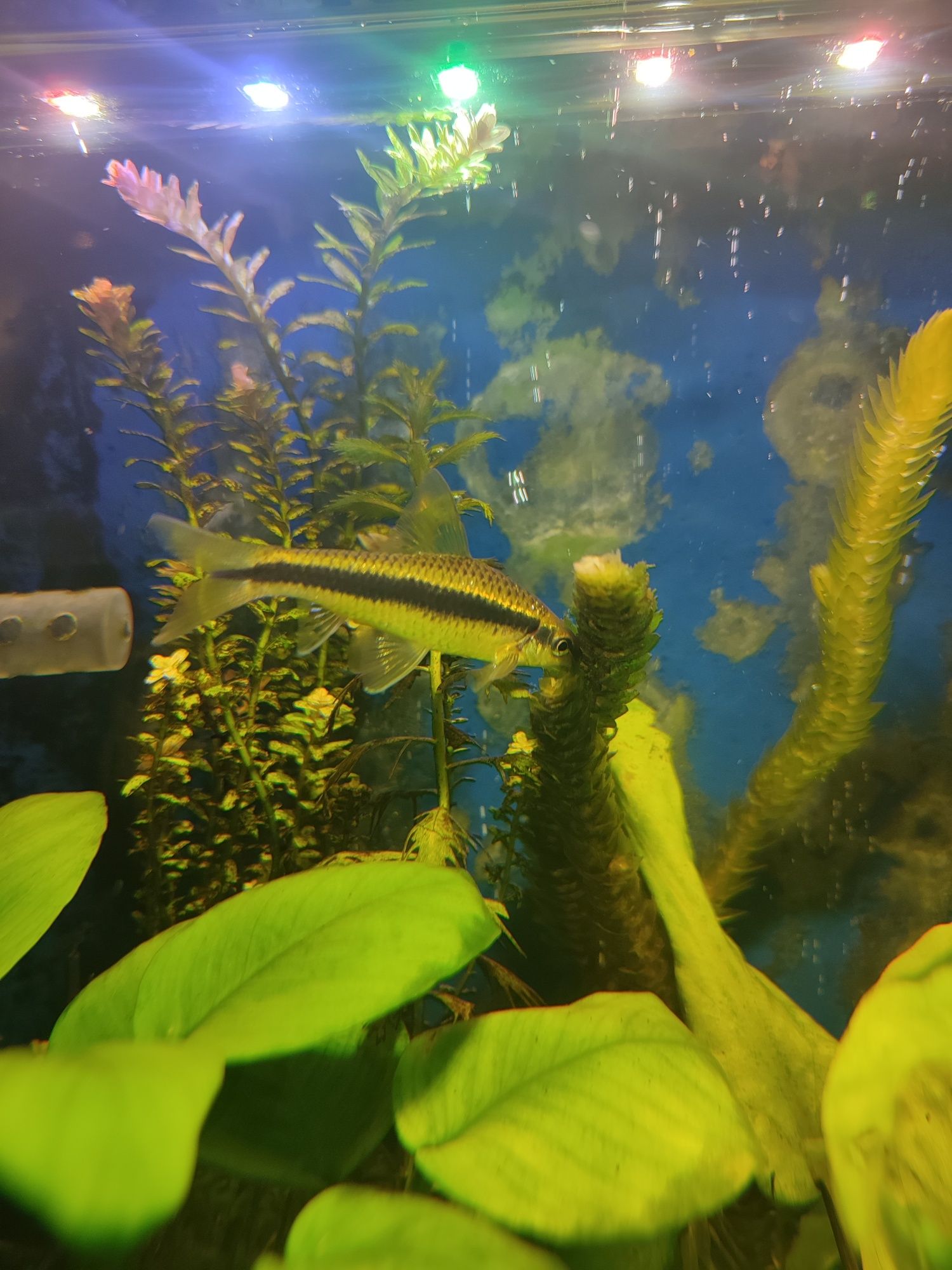 Продам аквариумную рыбку сиамский водорослеед