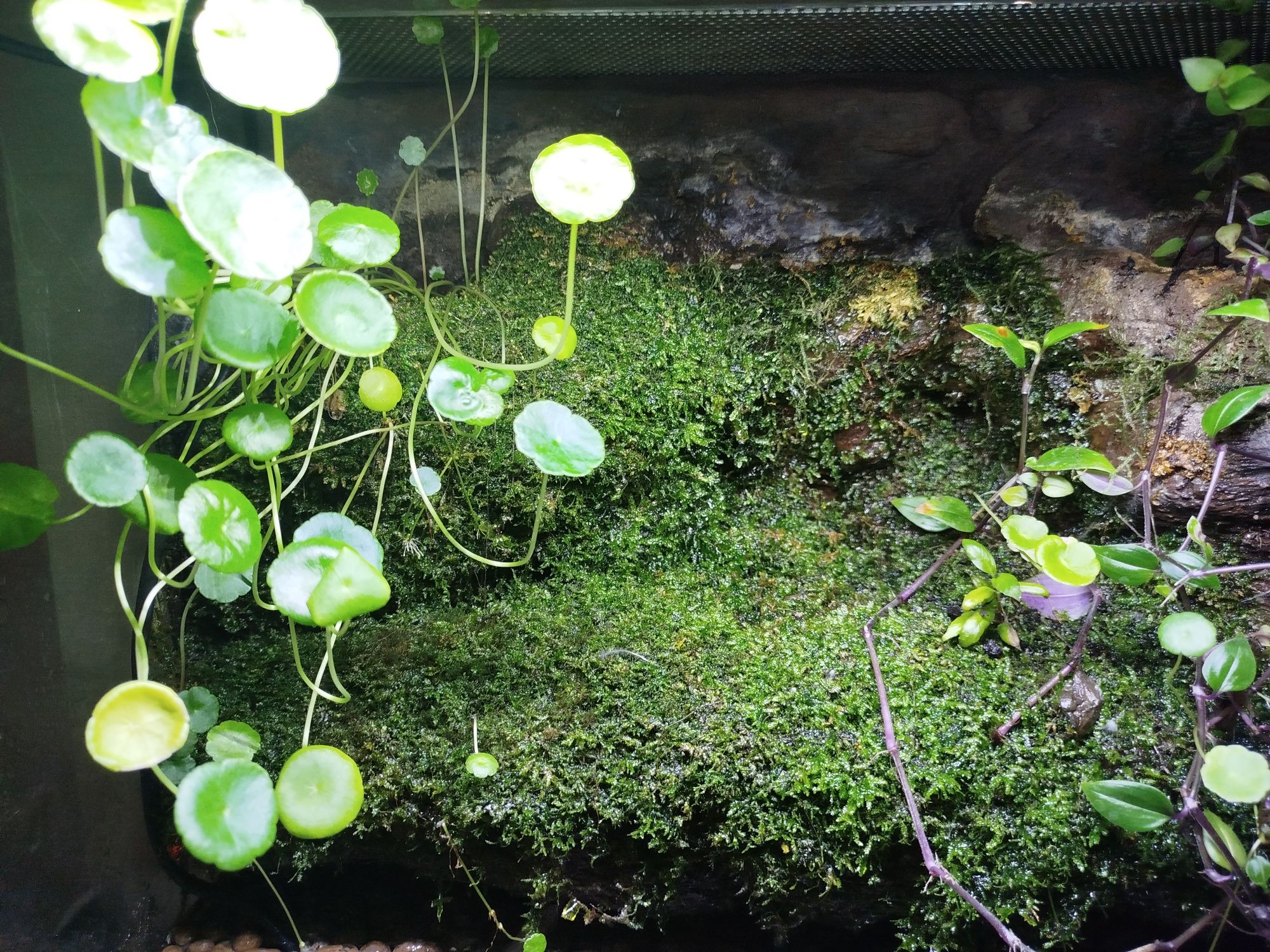 Paludarium 50x40x45 cm dla kraba, traszki, bojownika