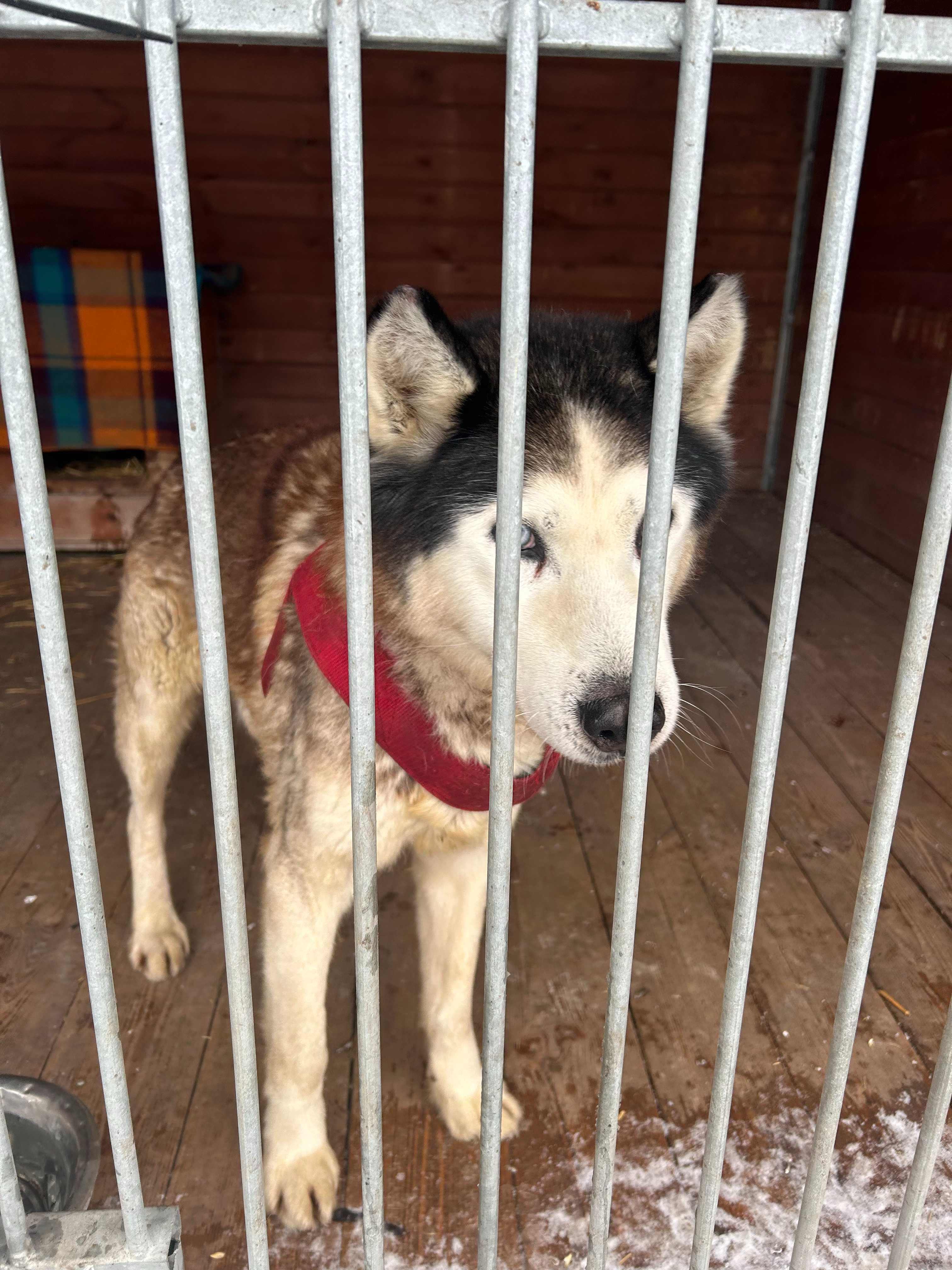 Elton senior w typie Husky do adopcji Kalisz Poznan Wroclaw Lodz