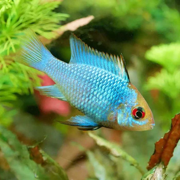Ramirezi "Electric Blue"