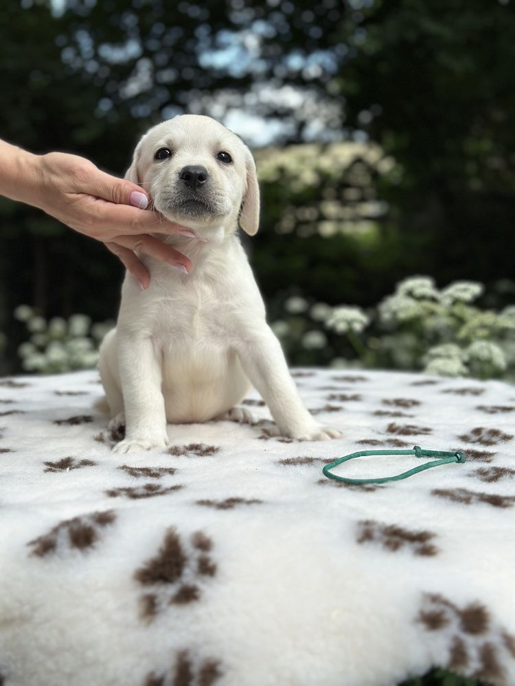 Labrador z rodowodem ZKwP FCI