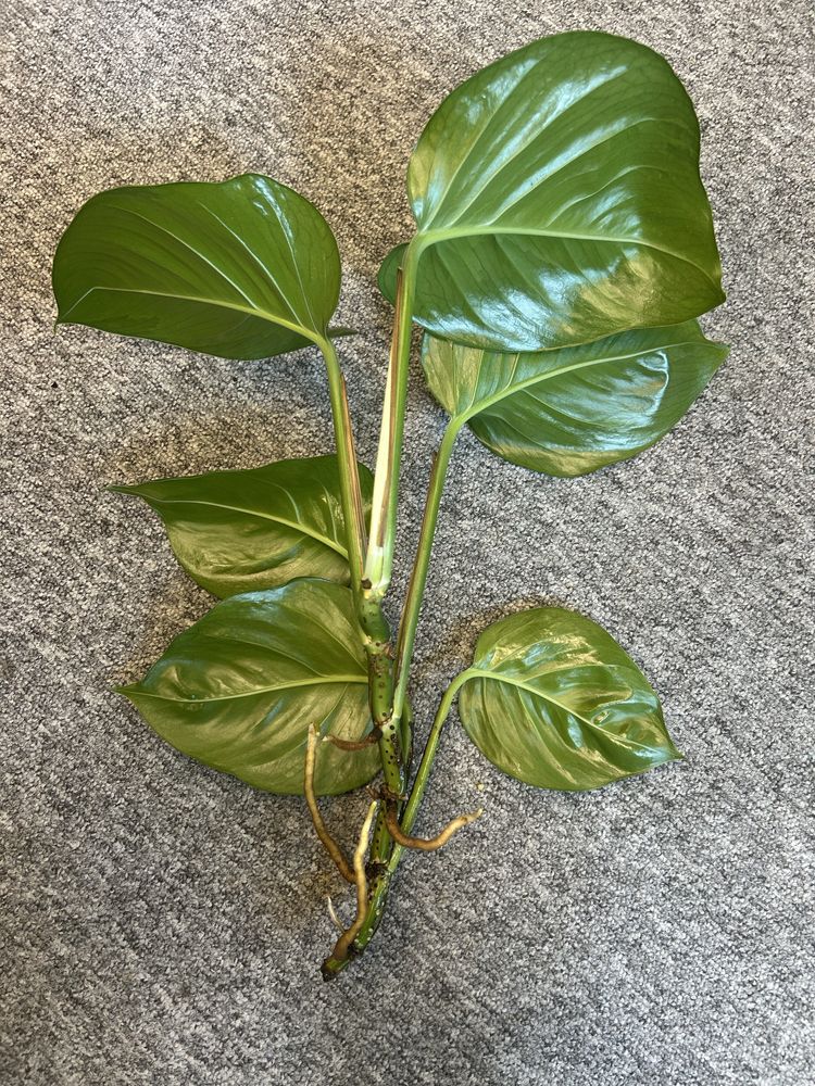 Epipremnum marble queen variegata nawet 25 cm liść