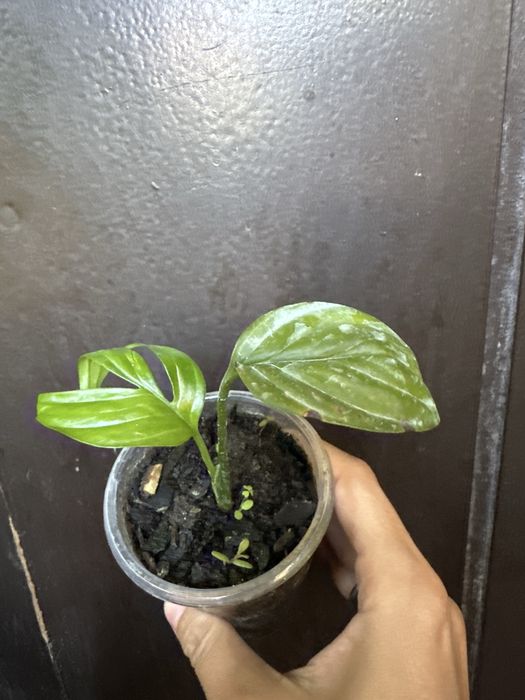 Рафідофора декурсіва