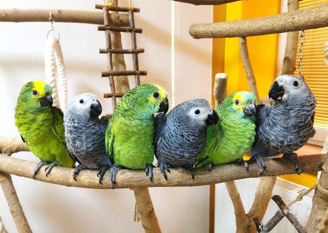 Выкормыши попугаев амазон,какаду,ручные попугаи