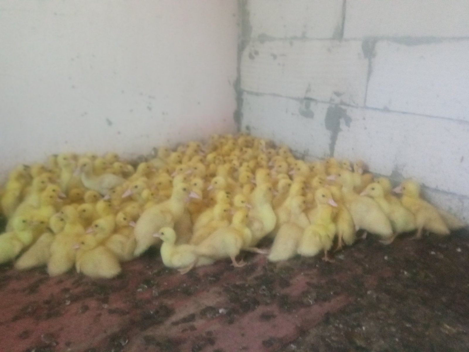 Утята продам. 100 грн/шт.Херсон