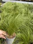 Stipa Pony Tails trawa