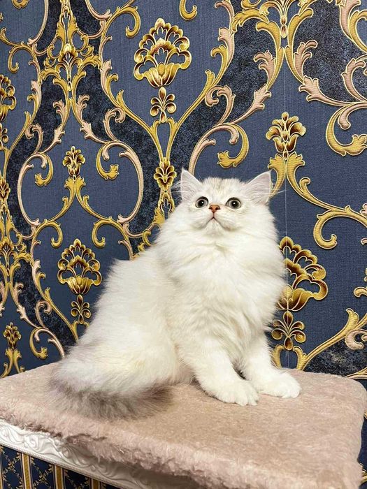 Кошенята Срібна шиншила