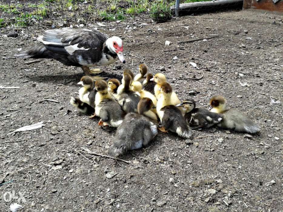 Gansos patos garnizas