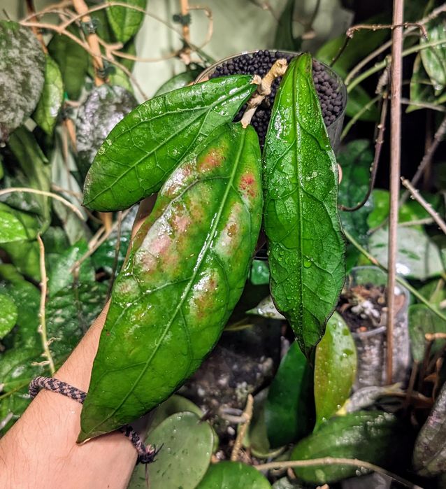 Hoya Clemensorium Sp. Abbas (aff.Phyllura)