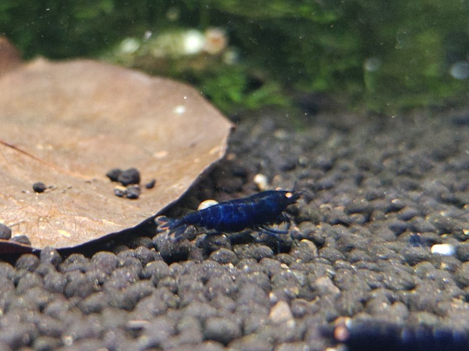 Krewetki Caridina Royal Blue Tiger OE