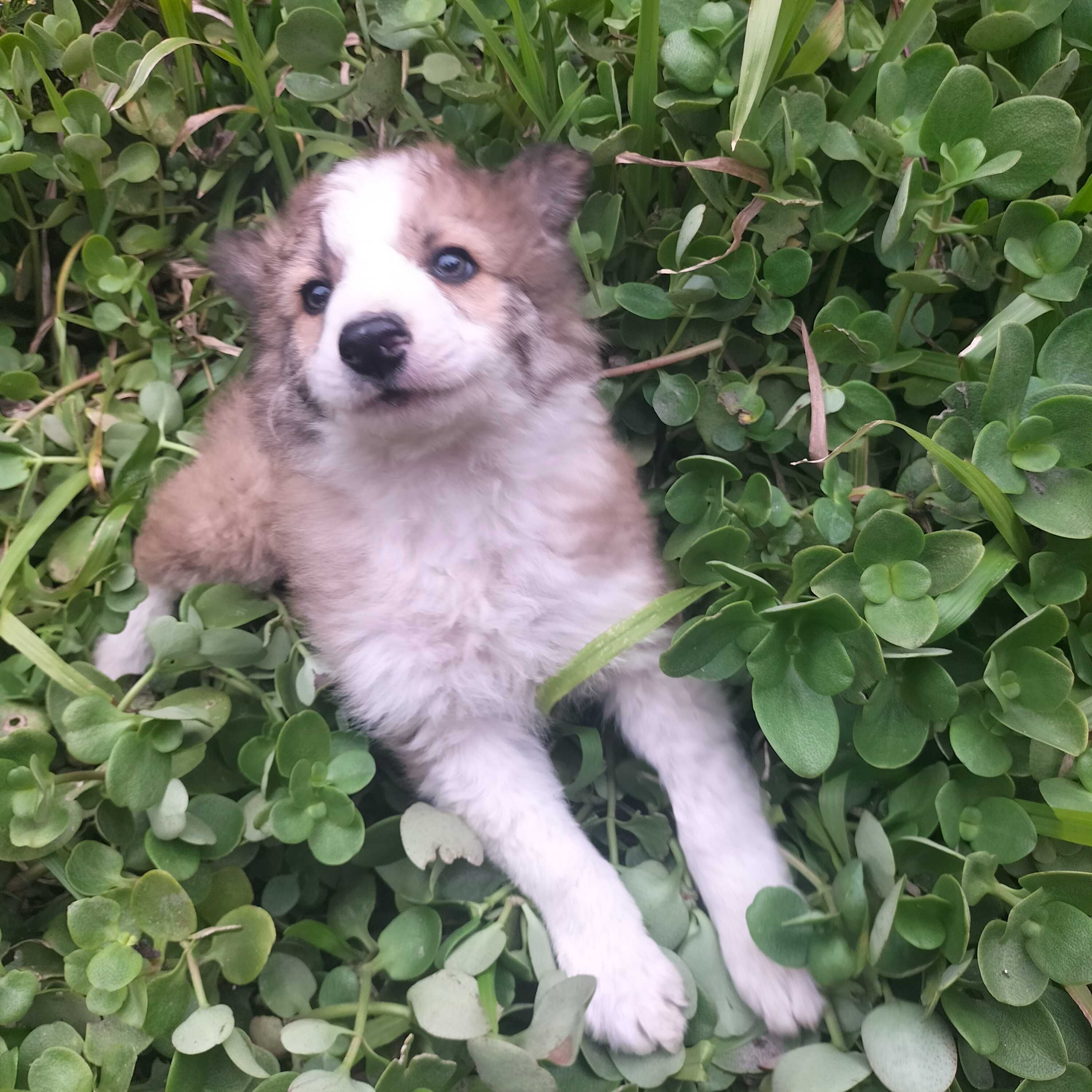 Border collie fêmea bicolor