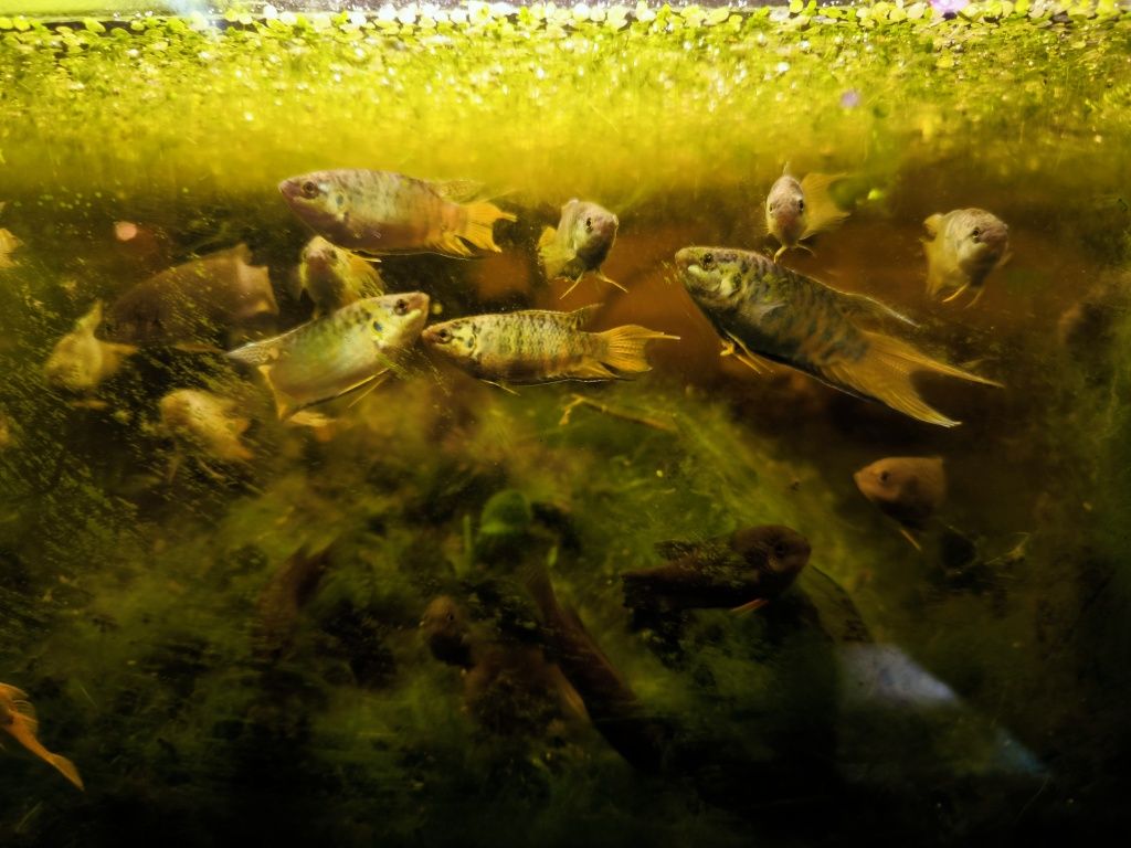 Peixe paraíso azul