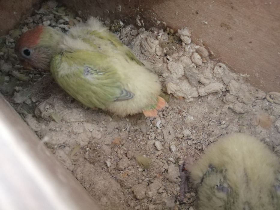 Rosicollis para criar à mão