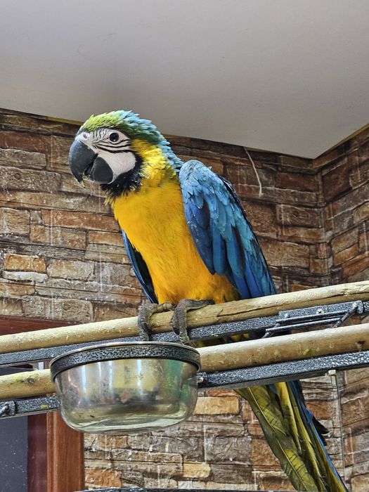 Casal Araras Araraunas 5/6 meses acabar Criar mão