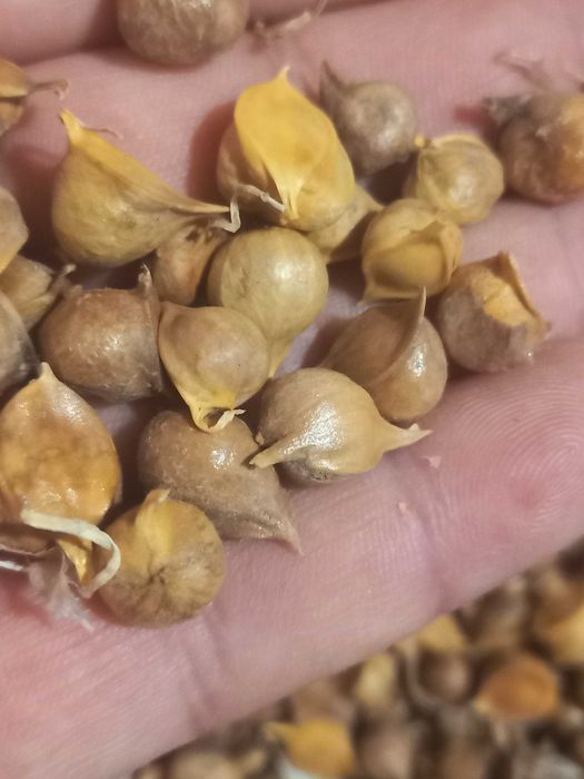 Продам дітки Рокамболь 1700 шт