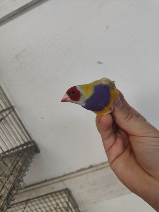Diamante de gould