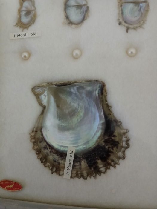 Caixa com Pérolas Cultivadas