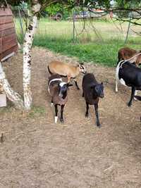 Owce kamerunki-wrzosówka, baranki kameruńskie