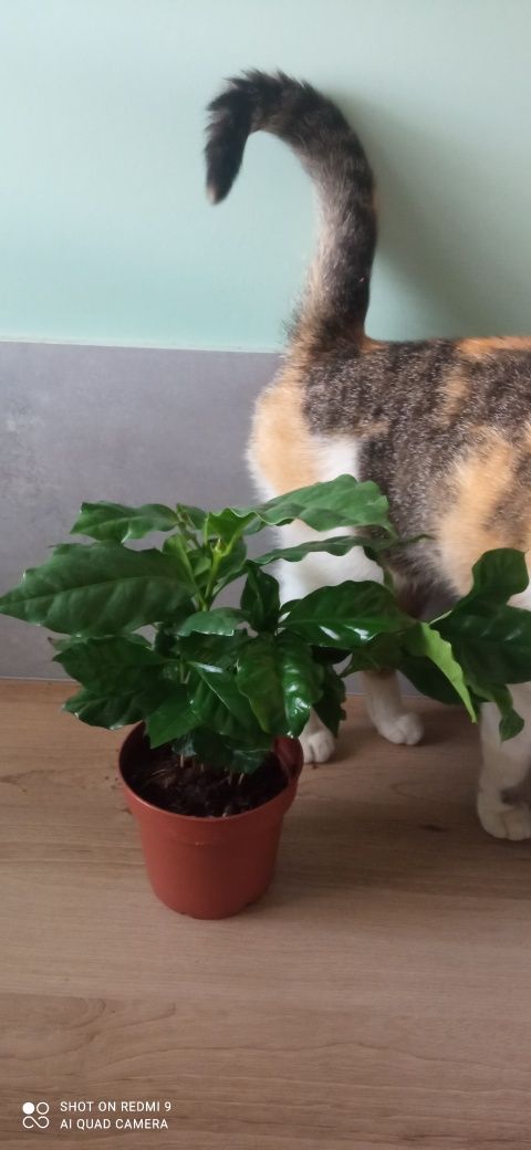 Kawa arabica kwiatek