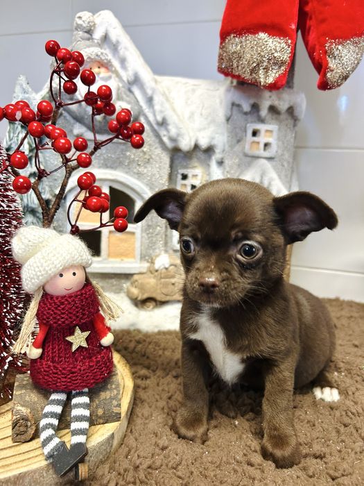 Menino chihuahua chocolate