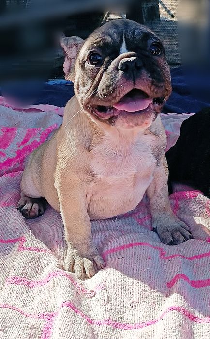 Французский бульдог дівчинка 5 міс Боні