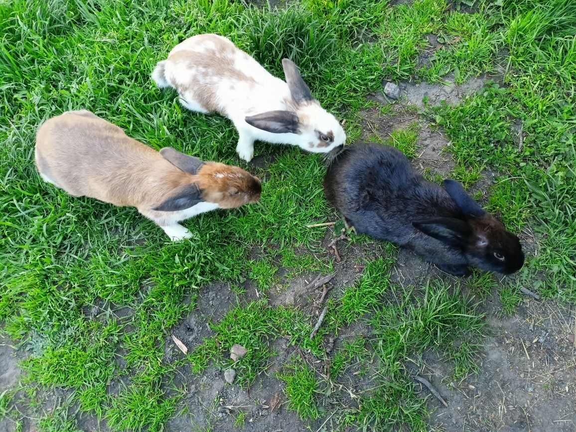 Кролики 2-3 міс.